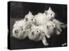 Group of Five Adorable White Fluffy Chinchilla Kittens Lying in a Heap Looking up at Their Owner-Thomas Fall-Stretched Canvas