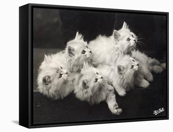 Group of Five Adorable White Fluffy Chinchilla Kittens Lying in a Heap Looking up at Their Owner-Thomas Fall-Framed Stretched Canvas