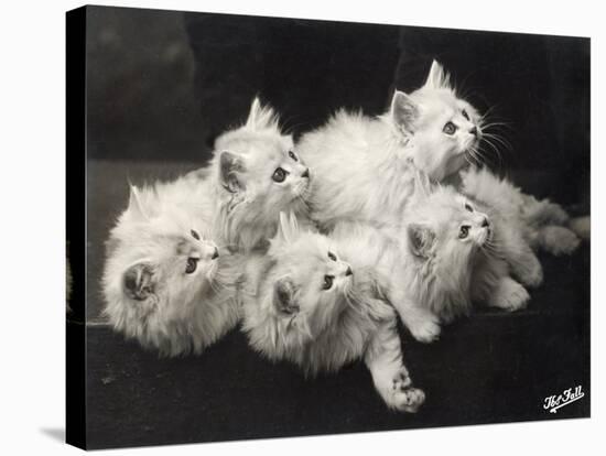 Group of Five Adorable White Fluffy Chinchilla Kittens Lying in a Heap Looking up at Their Owner-Thomas Fall-Stretched Canvas