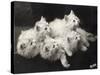 Group of Five Adorable White Fluffy Chinchilla Kittens Lying in a Heap Looking up at Their Owner-Thomas Fall-Stretched Canvas