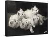 Group of Five Adorable White Fluffy Chinchilla Kittens Lying in a Heap Looking up at Their Owner-Thomas Fall-Framed Stretched Canvas
