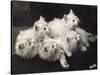 Group of Five Adorable White Fluffy Chinchilla Kittens Lying in a Heap Looking up at Their Owner-Thomas Fall-Stretched Canvas