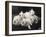 Group of Five Adorable White Fluffy Chinchilla Kittens Lying in a Heap Looking up at Their Owner-Thomas Fall-Framed Photographic Print