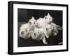 Group of Five Adorable White Fluffy Chinchilla Kittens Lying in a Heap Looking up at Their Owner-Thomas Fall-Framed Photographic Print