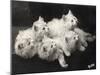 Group of Five Adorable White Fluffy Chinchilla Kittens Lying in a Heap Looking up at Their Owner-Thomas Fall-Mounted Photographic Print