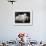 Group of Five Adorable White Fluffy Chinchilla Kittens Lying in a Heap Looking up at Their Owner-Thomas Fall-Framed Photographic Print displayed on a wall