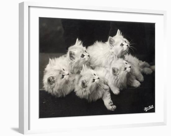 Group of Five Adorable White Fluffy Chinchilla Kittens Lying in a Heap Looking up at Their Owner-Thomas Fall-Framed Photographic Print