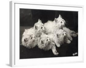 Group of Five Adorable White Fluffy Chinchilla Kittens Lying in a Heap Looking up at Their Owner-Thomas Fall-Framed Photographic Print