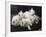 Group of Five Adorable White Fluffy Chinchilla Kittens Lying in a Heap Looking up at Their Owner-Thomas Fall-Framed Photographic Print
