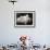 Group of Five Adorable White Fluffy Chinchilla Kittens Lying in a Heap Looking up at Their Owner-Thomas Fall-Framed Photographic Print displayed on a wall