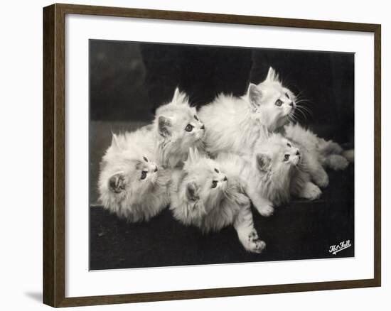 Group of Five Adorable White Fluffy Chinchilla Kittens Lying in a Heap Looking up at Their Owner-Thomas Fall-Framed Photographic Print