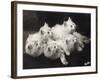 Group of Five Adorable White Fluffy Chinchilla Kittens Lying in a Heap Looking up at Their Owner-Thomas Fall-Framed Photographic Print