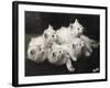 Group of Five Adorable White Fluffy Chinchilla Kittens Lying in a Heap Looking up at Their Owner-Thomas Fall-Framed Photographic Print