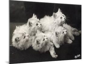 Group of Five Adorable White Fluffy Chinchilla Kittens Lying in a Heap Looking up at Their Owner-Thomas Fall-Mounted Photographic Print