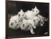 Group of Five Adorable White Fluffy Chinchilla Kittens Lying in a Heap Looking up at Their Owner-Thomas Fall-Framed Photographic Print