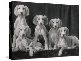 Group of Five Beautiful Saluki Puppies Owned by Mrs Barrs-Thomas Fall-Stretched Canvas