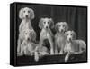 Group of Five Beautiful Saluki Puppies Owned by Mrs Barrs-Thomas Fall-Framed Stretched Canvas