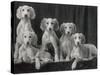 Group of Five Beautiful Saluki Puppies Owned by Mrs Barrs-Thomas Fall-Stretched Canvas