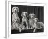 Group of Five Beautiful Saluki Puppies Owned by Mrs Barrs-Thomas Fall-Framed Photographic Print