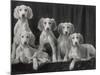 Group of Five Beautiful Saluki Puppies Owned by Mrs Barrs-Thomas Fall-Mounted Photographic Print