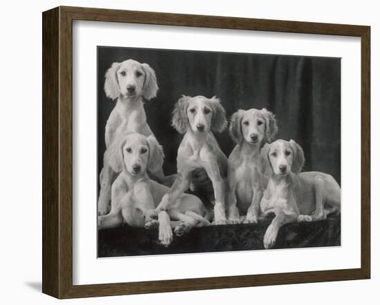 Group of Five Beautiful Saluki Puppies Owned by Mrs Barrs-Thomas Fall-Framed Photographic Print