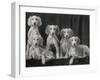 Group of Five Beautiful Saluki Puppies Owned by Mrs Barrs-Thomas Fall-Framed Photographic Print