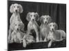 Group of Five Beautiful Saluki Puppies Owned by Mrs Barrs-Thomas Fall-Mounted Photographic Print