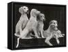 Group of Five Saluki Puppies Owned by Mrs Barrs-Thomas Fall-Framed Stretched Canvas
