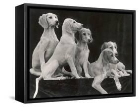 Group of Five Saluki Puppies Owned by Mrs Barrs-Thomas Fall-Framed Stretched Canvas