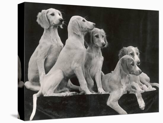 Group of Five Saluki Puppies Owned by Mrs Barrs-Thomas Fall-Stretched Canvas