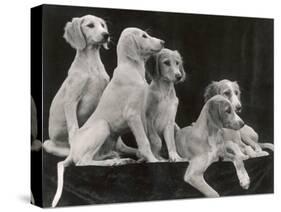 Group of Five Saluki Puppies Owned by Mrs Barrs-Thomas Fall-Stretched Canvas