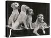 Group of Five Saluki Puppies Owned by Mrs Barrs-Thomas Fall-Stretched Canvas