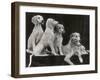 Group of Five Saluki Puppies Owned by Mrs Barrs-Thomas Fall-Framed Photographic Print