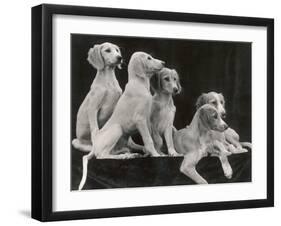 Group of Five Saluki Puppies Owned by Mrs Barrs-Thomas Fall-Framed Photographic Print