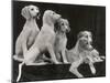 Group of Five Saluki Puppies Owned by Mrs Barrs-Thomas Fall-Mounted Photographic Print