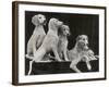 Group of Five Saluki Puppies Owned by Mrs Barrs-Thomas Fall-Framed Photographic Print