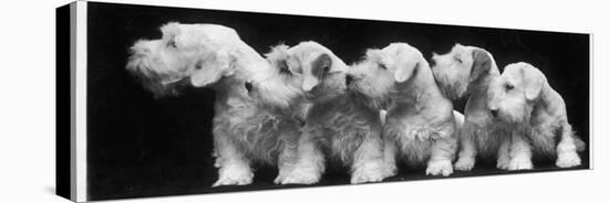 Group of Five Sealyham Puppies Looking Away from the Camera-Thomas Fall-Stretched Canvas