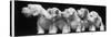 Group of Five Sealyham Puppies Looking Away from the Camera-Thomas Fall-Stretched Canvas