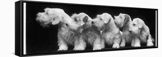 Group of Five Sealyham Puppies Looking Away from the Camera-Thomas Fall-Framed Stretched Canvas