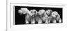 Group of Five Sealyham Puppies Looking Away from the Camera-Thomas Fall-Framed Photographic Print