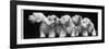 Group of Five Sealyham Puppies Looking Away from the Camera-Thomas Fall-Framed Photographic Print