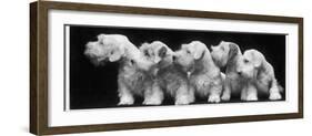 Group of Five Sealyham Puppies Looking Away from the Camera-Thomas Fall-Framed Photographic Print