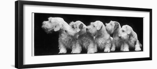 Group of Five Sealyham Puppies Looking Away from the Camera-Thomas Fall-Framed Photographic Print