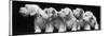 Group of Five Sealyham Puppies Looking Away from the Camera-Thomas Fall-Mounted Photographic Print