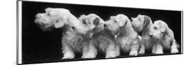 Group of Five Sealyham Puppies Looking Away from the Camera-Thomas Fall-Mounted Photographic Print