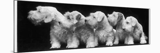 Group of Five Sealyham Puppies Looking Away from the Camera-Thomas Fall-Mounted Photographic Print
