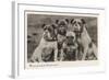 Group of Four Bulldogs Sitting Close Together-null-Framed Art Print