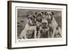 Group of Four Bulldogs Sitting Close Together-null-Framed Art Print