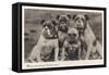 Group of Four Bulldogs Sitting Close Together-null-Framed Stretched Canvas