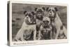 Group of Four Bulldogs Sitting Close Together-null-Stretched Canvas